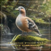 American_Wigeon_and_Other_Bird_Songs