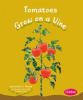 Tomatoes_Grow_on_a_Vine