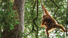 Orangutans__Photographing_Animal_Communities