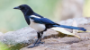 The_National_Geographic_Guide_to_Birding_in_North_America