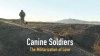 Canine_Soldiers