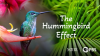 The_Hummingbird_Effect