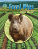Feral_Pigs