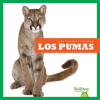 Los_pumas__Cougars_