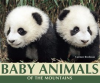 Baby_Animals_of_the_Mountains