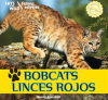 Bobcats___Linces_rojos