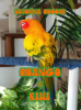Mango___Kiwi