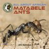 All_About_African_Matabele_Ants