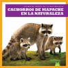 Cachorros_de_mapache_en_la_naturaleza
