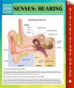 Senses__Hearing
