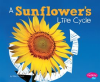 A_Sunflower_s_Life_Cycle