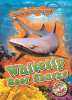 Whitetip_Reef_Sharks