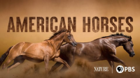 American_Horses