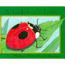 A_ladybug_s_life