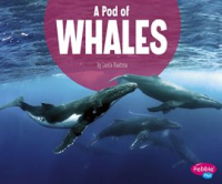 A_Pod_of_Whales