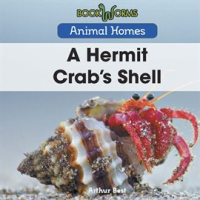 A_Hermit_Crab_s_Shell