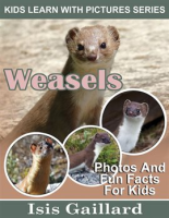 Weasels_Photos_and_Fun_Facts_for_Kids