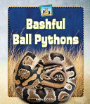 Bashful_ball_pythons