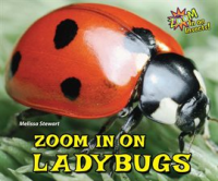Zoom_in_on_Ladybugs