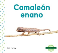 Camale__n_enano__Leaf_Chameleon_