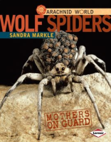 Wolf_Spiders