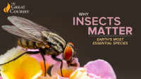 Why_Insects_Matter__Earth_s_Most_Essential_Species