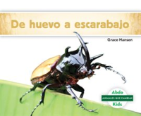 De_huevo_a_escarabajo__Becoming_a_Beetle_