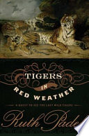 Tigers_in_red_weather
