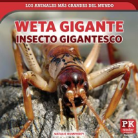 Weta_gigante__insecto_gigantesco__Giant_Weta__Mammoth_Insect_