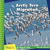 Arctic_Tern_Migration