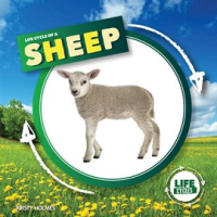 Life_Cycle_of_a_Sheep