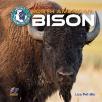 All_About_North_American_Bison