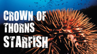 Crown_of_thorns_starfish