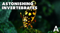 Astonishing_Invertebrates