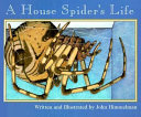 A_house_spider_s_life