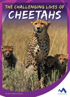The_Challenging_Lives_of_Cheetahs