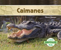 Caimanes__Alligators_