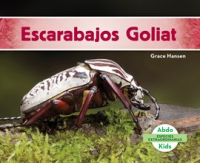 Escarabajos_Goliat__Goliath_Beetles_