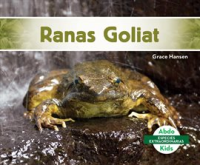 Ranas_Goliat__Goliath_Frogs_