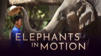 Elephants_in_Motion