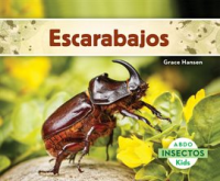 Escarabajos__Beetles_