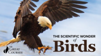 The_Scientific_Wonder_of_Birds