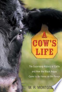 A_cow_s_life