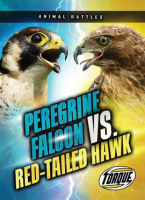 Peregrine_Falcon_vs__Red-tailed_Hawk