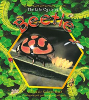 The_Life_Cycle_of_a_Beetle