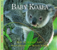 Baby_Koala