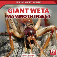 Giant_Weta__Mammoth_Insect