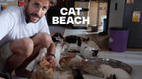 Cat_Beach