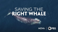 Saving_the_Right_Whale