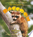 The_life_cycle_of_a_raccoon